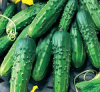Семена Огурец  Журавленок F1 А (10шт) белый пакет