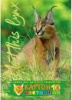 Картон цветной немелованный 10 цв., 10 л., А5, кбс, Hatber ECO Взгляд рыси