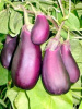 Семена Баклажан Лиловый Сиб. Сад Ц
