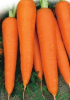 Семена Морковь Лосиноостровская А б/п