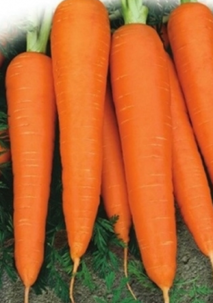 large_морковь_лосиноостровская_слайд