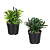 Цветочная композиция в горшке, зелень, 15 см, пластик, 2 цвета