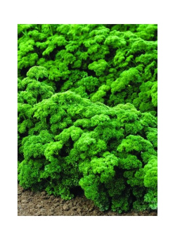 petrushka-kudryavaya-mooskrauze